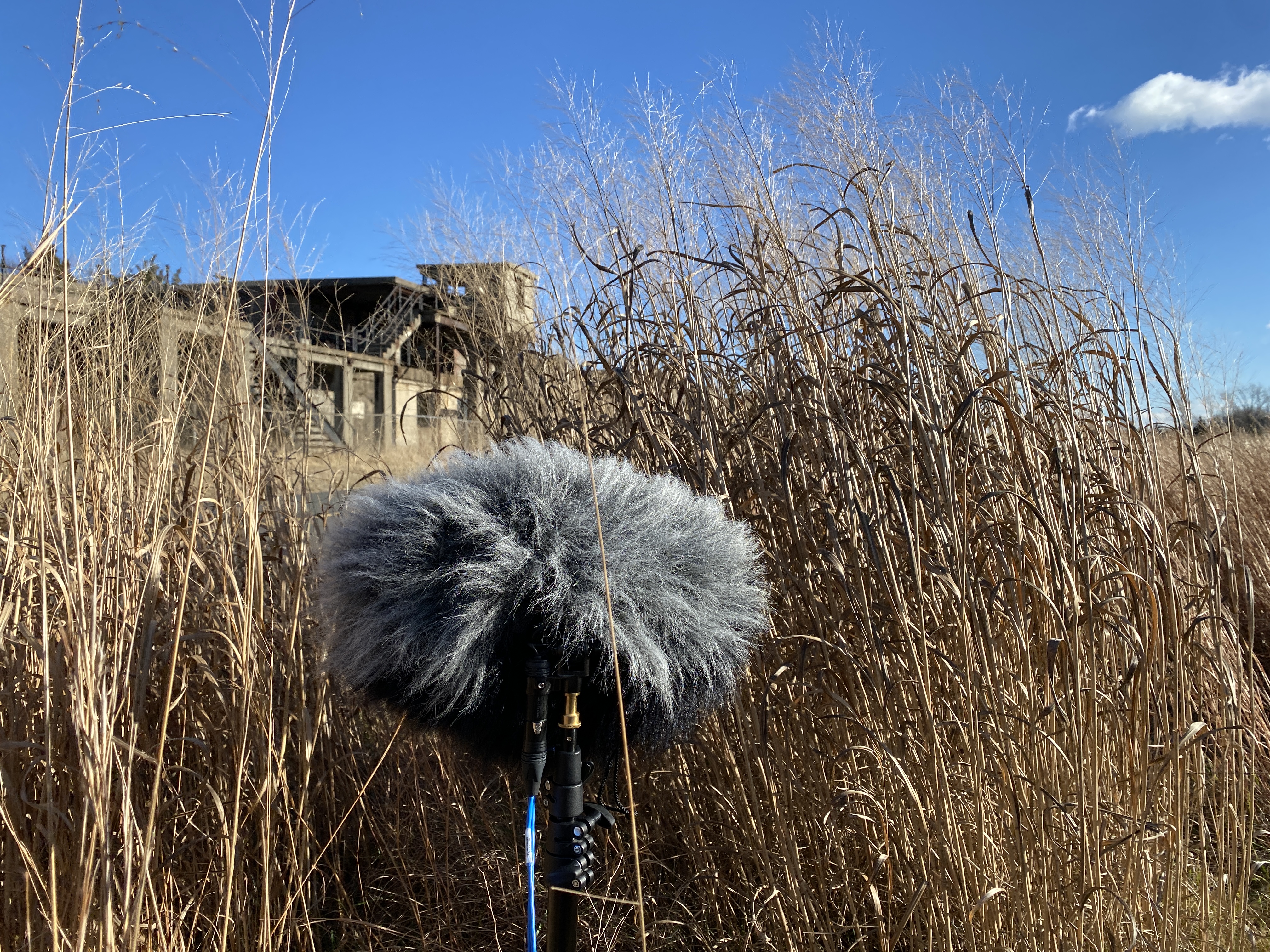 Field recording setup in tall grass